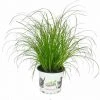 EXOTENHERZ Katzengras - Cyperus Alternifolius - Zur Verdauungsunterstützung Von Katzen