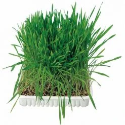 ANIMALLPARADISE Copy Of Katzenminze, 100g Schale. -Katzenfutter Verkaufsgeschäft 59433577 3