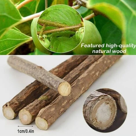 MINKUROW 30 Sticks Natürliche Matatabi-Katzenminze Für Zahnbehandlungen 5 MINKUROW 30 Sticks Natürliche Matatabi-Katzenminze Für Zahnbehandlungen – Bild 3