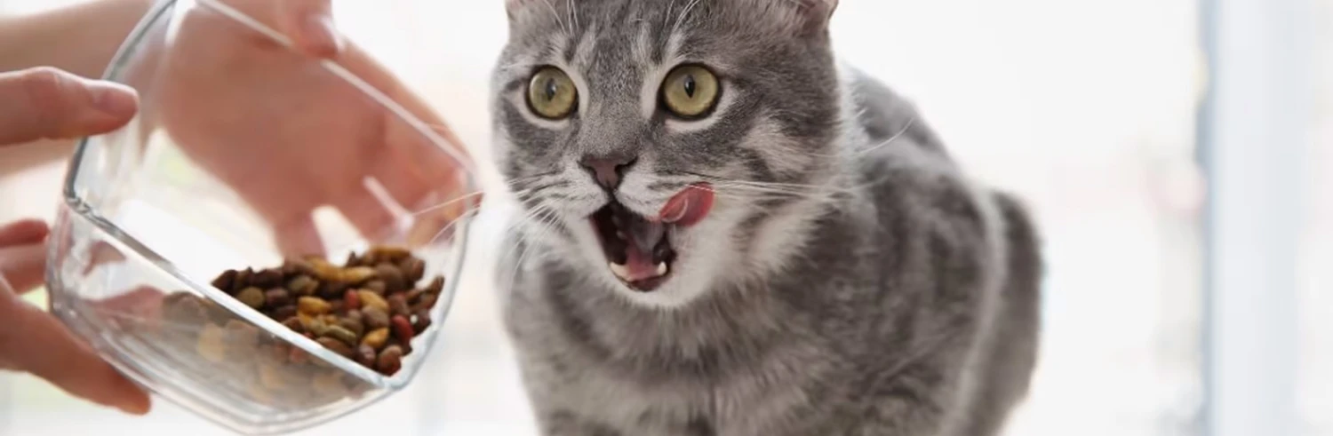 Katzenfutter Verkaufsgeschäft -Katzenfutter Verkaufsgeschäft 未标题 1 1