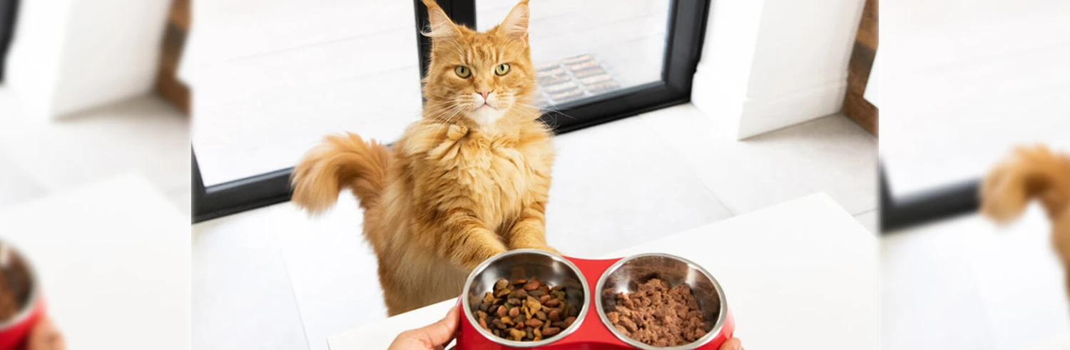 Katzenfutter Verkaufsgeschäft -Katzenfutter Verkaufsgeschäft 未标题 1 2